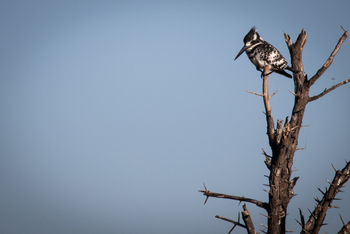 Mma Dinare Camp Mma Dinare Camp: Pied Kingfisher