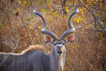 Mkulumadzi Lodge Mkulumadzi Lodge: Kudubock