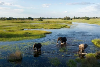 Jacana Camp Jacana Camp: Elefantengruppe in einem Fließgewässer