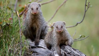 Jacana Camp Jacana Camp: Streifenmangusten