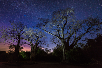 Kuthengo Camp Kuthengo Camp: Baobabs unter Sternen