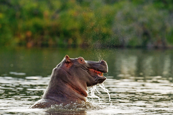 Moanachira Flood Plains Moanachira Flood Plains: Nilpferd
