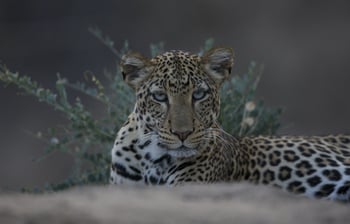 Sarara Camp Sarara Camp: Leopard