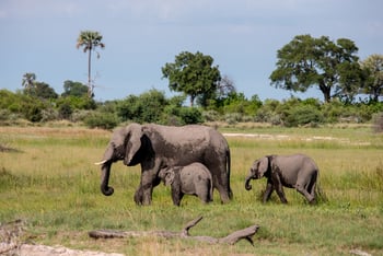 Jacana Camp Jacana Camp: Elefantenkuh mit Jungtieren