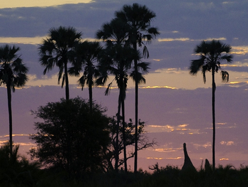 Jacana Camp Jacana Camp: Palmen