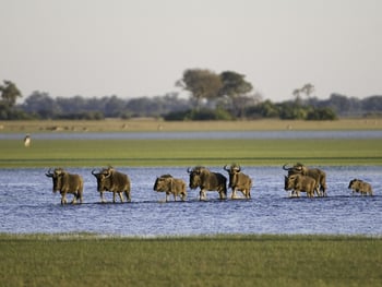 Kwetsani Camp Kwetsani Camp: Gnus