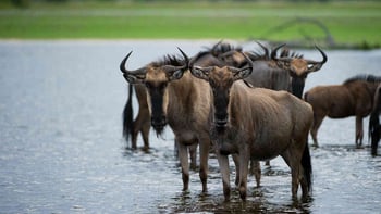 Jacana Camp Jacana Camp: Gnus im Wasser