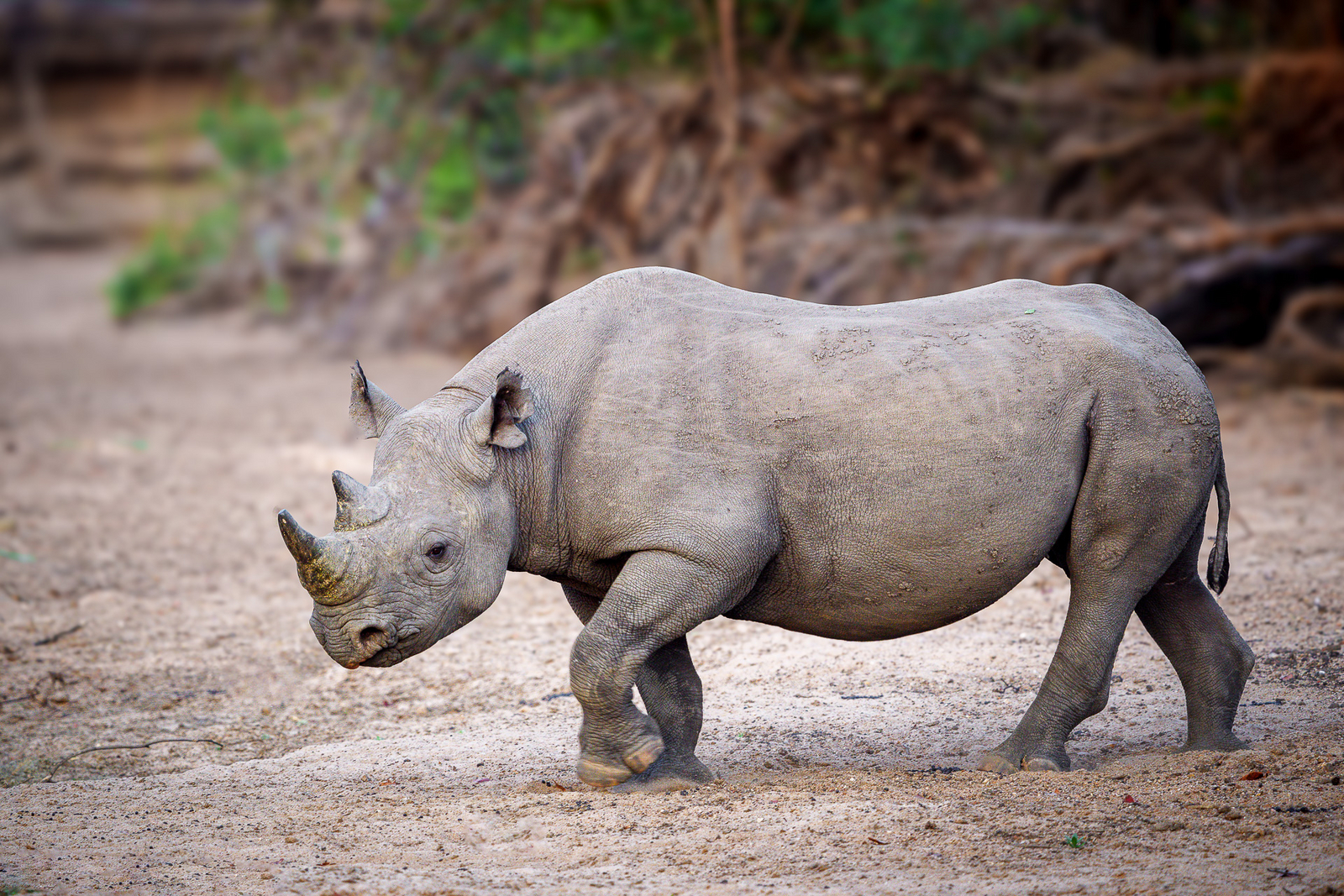 Kuthengo Camp Kuthengo Camp: Spitzmaulnashorn
