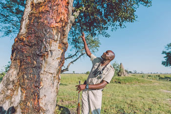 Moanachira Flood Plains Moanachira Flood Plains: Guide zeigt einen Baumstamm