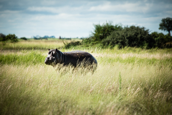 Duba Plains Camp Duba Plains Camp: Nilpferd beim Grasen