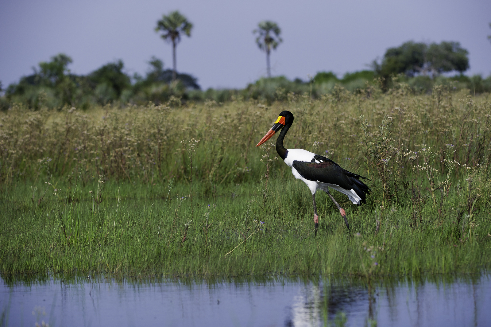 Kwetsani Camp Kwetsani Camp: Sattelstorch