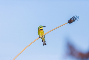 Moanachira Flood Plains Moanachira Flood Plains: Blaubrustspint