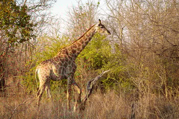 Mkulumadzi Lodge Mkulumadzi Lodge: Giraffe