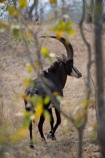 Mkulumadzi Lodge Mkulumadzi Lodge: Rappenantilope