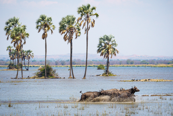 Kuthengo Camp Kuthengo Camp: Fliehende Büffel