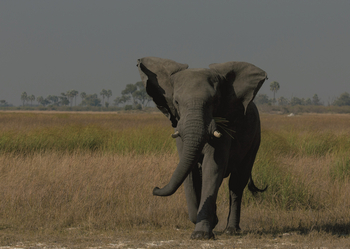 Duba Explorers Camp Duba Explorers Camp: Einsamer Elefant