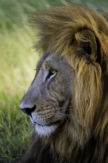 Kwetsani Camp Kwetsani Camp: Wilde Löwenmähne