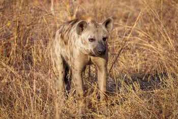 Mkulumadzi Lodge Mkulumadzi Lodge: Tüpfelhyäne