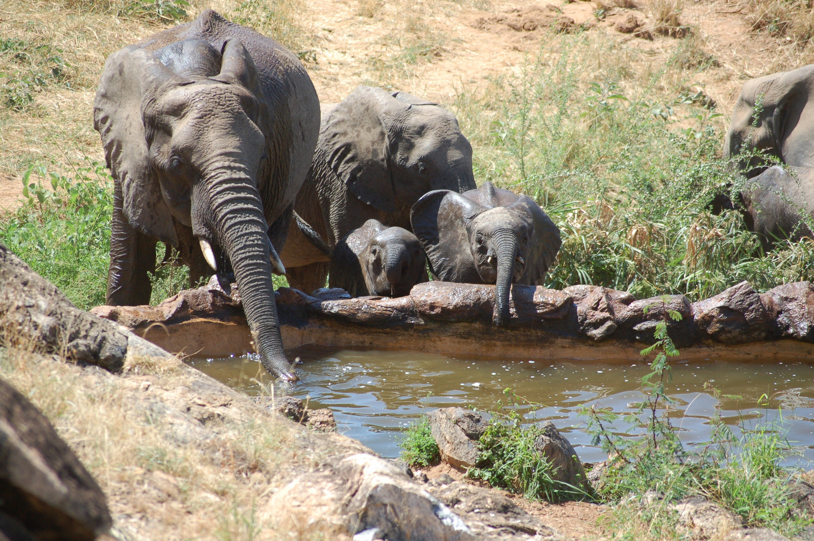 Sarara Camp Sarara Camp: Durstige Elefanten