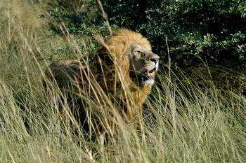 Little Tubu Camp Little Tubu Camp: Männlicher Löwe