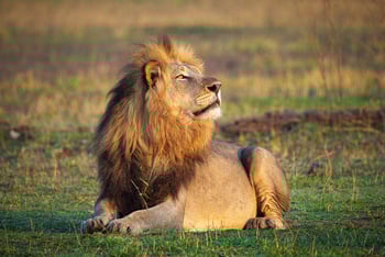 Kuthengo Camp Kuthengo Camp: Löwe