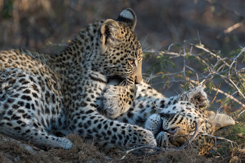 Little Tubu Camp Little Tubu Camp: Junger Leopard mit Mutter