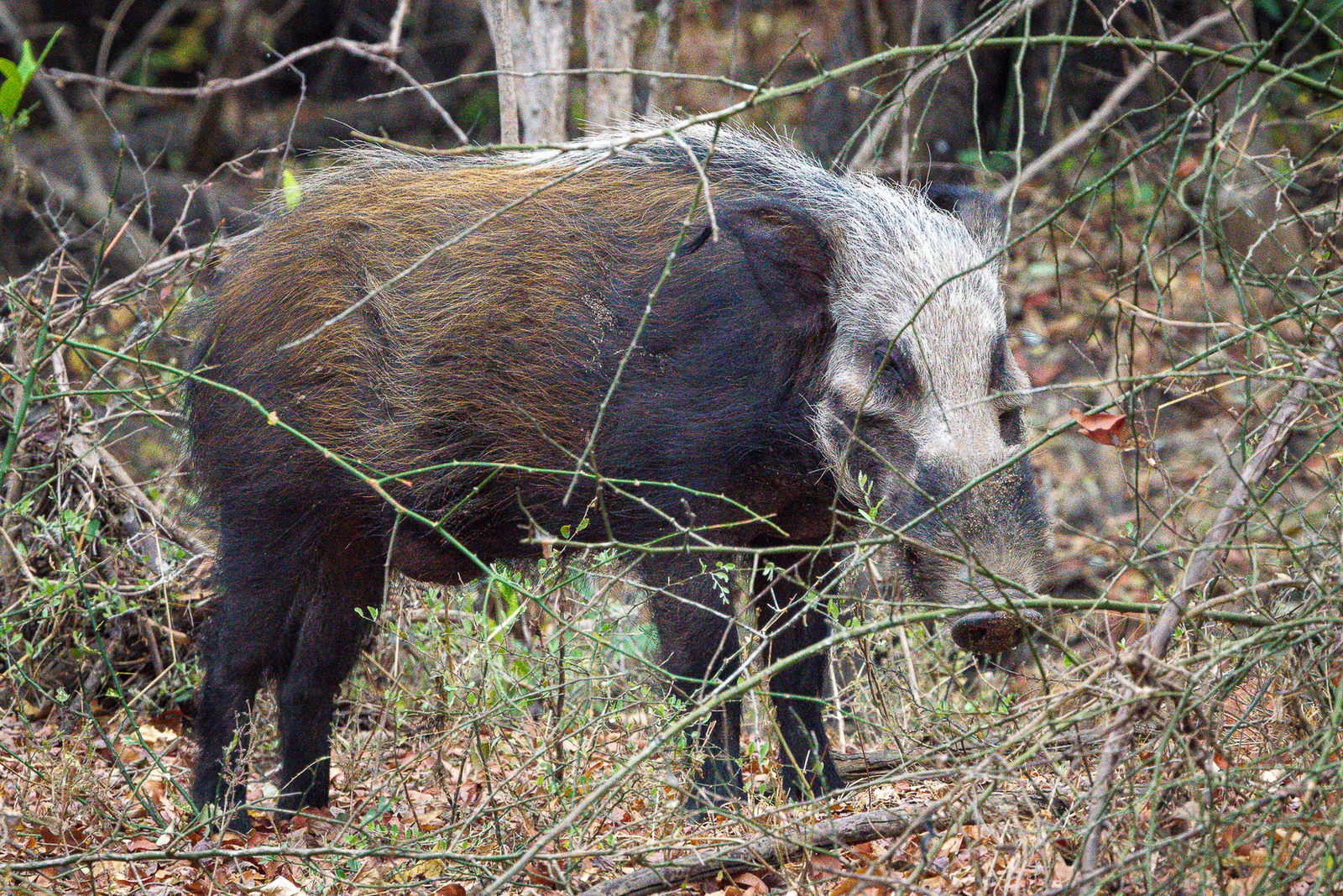 Kuthengo Camp Kuthengo Camp: Bush Pig