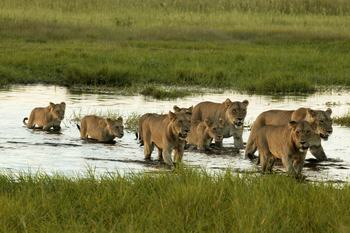 Duba Plains Camp Duba Plains Camp: Löwenrudel auf Wassermarsch