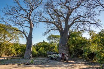 Kuthengo Camp Kuthengo Camp: Im Schatten des Baobab