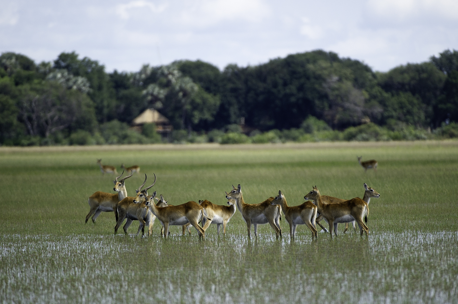 Kwetsani Camp Kwetsani Camp: Red Lechwe im Delta
