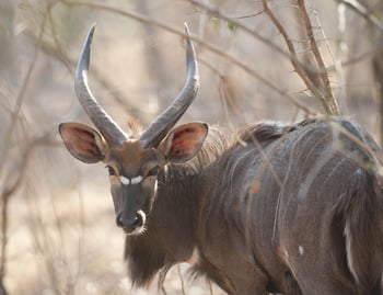 Mkulumadzi Lodge Mkulumadzi Lodge: Männliches Nyala