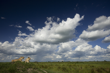 Duba Plains Camp Duba Plains Camp: Löwen scannen die Landschaft