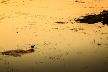 Duba Plains Camp Duba Plains Camp: Red Lechwe