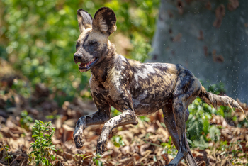 Mkulumadzi Lodge Mkulumadzi Lodge: Junger Wildhund