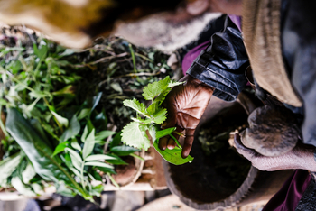 Sanctuary Gorilla Forest Camp Sanctuary Gorilla Forest Camp: Medizinisch wertvolle Pflanzen