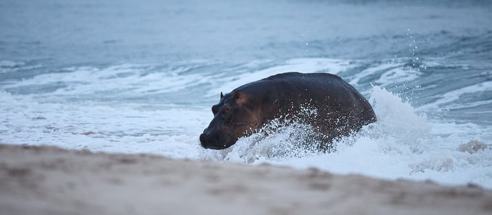 Sette Cama Eco Camp: Surfing Hippo Gabun