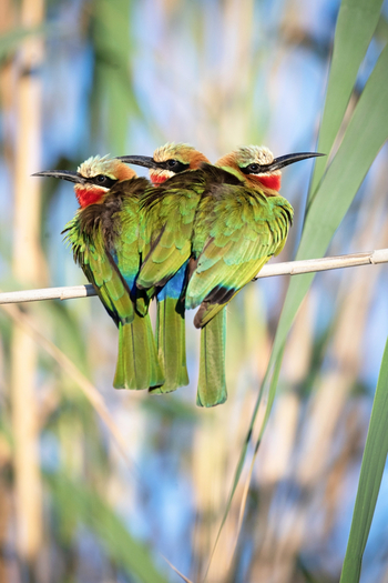 Moanachira Flood Plains Moanachira Flood Plains: Weißstirnspint