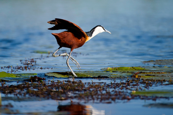 Jacana Camp Jacana Camp: African Jacana