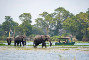 Kuthengo Camp Kuthengo Camp: Elefanten im seichten Wasser