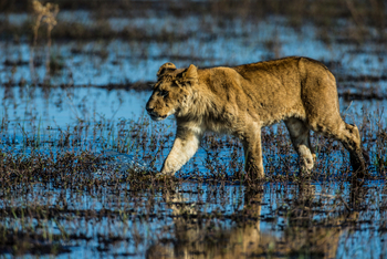 Duba Plains Camp Duba Plains Camp: Junges Löwenmännchen