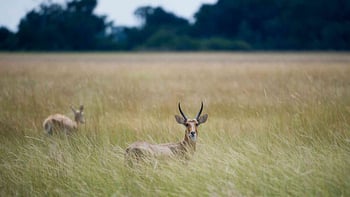 Jacana Camp Jacana Camp: Riedbock