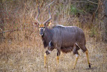 Mkulumadzi Lodge Mkulumadzi Lodge: Nyalabock
