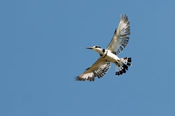 Pumulani Lodge Pumulani Lodge: Graufischer