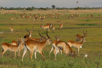 Duba Plains Camp Duba Plains Camp: Antilopen im Grasland