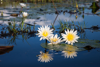 Little Tubu Camp Little Tubu Camp: Tagseerosen