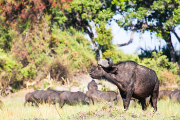 Moanachira Flood Plains Moanachira Flood Plains: Büffel