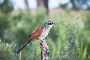Moanachira Flood Plains Moanachira Flood Plains: Weißbrauenkuckuck