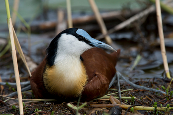 Jacana Camp Jacana Camp: Blaustirnblässhühnchen