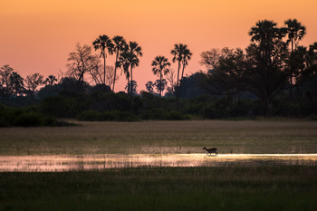 Little Tubu Camp Little Tubu Camp: Rote Moorantilope
