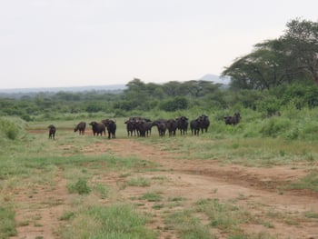 Sarara Camp Sarara Camp: Büffelherde